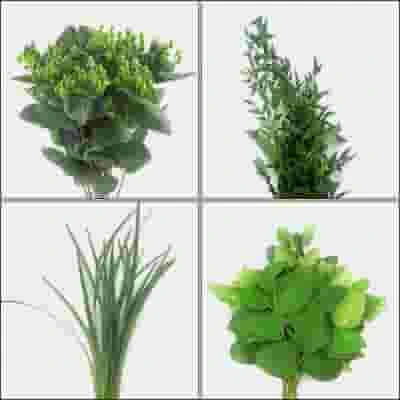 Simple Greens Bulk Pack 3 Simple Greens Bulk Pack