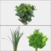 Simple Greens Bulk Pack - Mini -Flower Plants Sales 2024 02321 Simple Greens Bulk Pack Mini