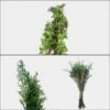 Wedding Arbor Greens Bulk Pack 1 Wedding Arbor Greens Bulk Pack -Flower Plants Sales 2024 02322 Wedding Arbor Greens Bulk Pack