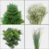 Classic Greens & Fillers Bulk Pack - Mini -Flower Plants Sales 2024 02323 Classic Greens Fillers Bulk Pack Mini