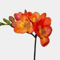 Orange Freesia Flower - Bunches