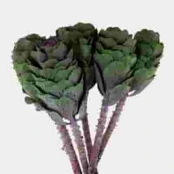 Kale Purple -Flower Plants Sales 2024 02339F Kale Purple