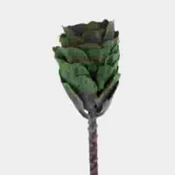 Kale Purple -Flower Plants Sales 2024 02339G Kale Purple