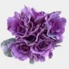 Kale Purple 1 Kale Purple -Flower Plants Sales 2024 02339I Kale Purple