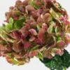Antique Green Hydrangea Flower -Flower Plants Sales 2024 02385A Hydrangea Green Antique Flower