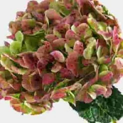 Antique Green Hydrangea Flower