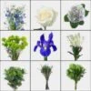 Dreamy Blue DIY Wedding Flower Pack -Flower Plants Sales 2024 02400 Dreamy Blue DIY Wedding Flower Pack