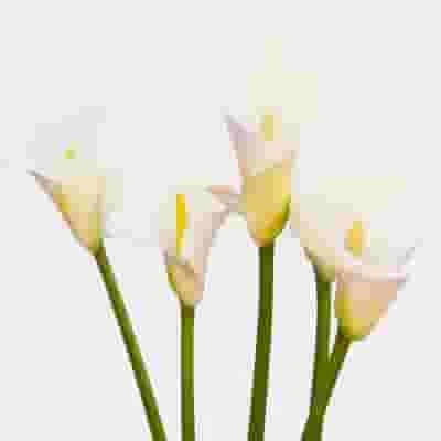 Open Cut Calla Lily White Flower 4 Open Cut Calla Lily White Flower - Image 2
