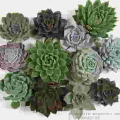 Assorted Medium Succulents 9cm 3 Assorted Medium Succulents 9cm