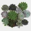 Assorted Medium Succulents 10cm -Flower Plants Sales 2024 02426 Assorted Medium Succulents 10cm