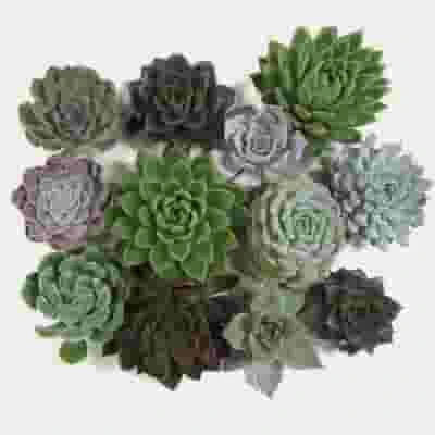 Assorted Large Succulents 12cm 3 Assorted Large Succulents 12cm