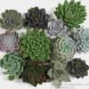 Assorted Large Succulents 15cm -Flower Plants Sales 2024 02428 Echeveria Assorted 15cm