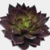 Black Prince Medium Succulents 9cm -Flower Plants Sales 2024 02432 Echeveria Black Prince 9cm