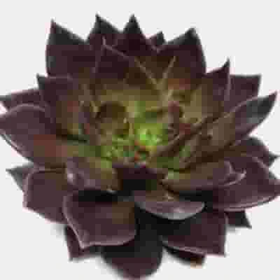 Black Prince Medium Succulents 10cm 3 Black Prince Medium Succulents 10cm
