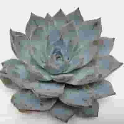 Blue Star Medium Succulents 9cm 3 Blue Star Medium Succulents 9cm