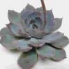 Colorata Medium Succulents 9cm -Flower Plants Sales 2024 02445 Echeveria Colorata 9cm