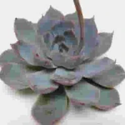 Colorata Medium Succulents 10cm