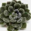 Green Velvet Large Succulents 12cm -Flower Plants Sales 2024 02458 Echeveria Green Velvet 12cm