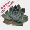 Lindsyana Medium Succulents 9cm -Flower Plants Sales 2024 02462 Lindsyana Small Succulents 9cm
