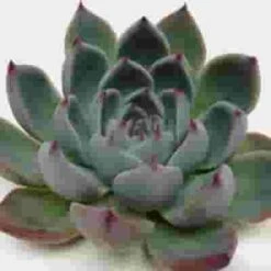 Lindsyana Medium Succulents 10cm