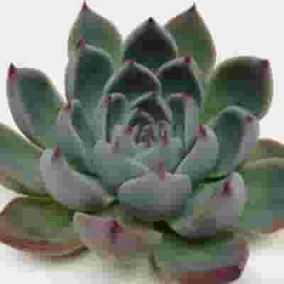 Lindsyana Medium Succulents 10cm 3 Lindsyana Medium Succulents 10cm