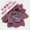 Neurenberg Medium Succulents 10cm -Flower Plants Sales 2024 02469 Metallica Medium Succulents 10cm