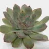 Rondo Large Succulents 12cm -Flower Plants Sales 2024 02500 Rondo Succulents 12cm