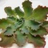 Shaviana Medium Succulents 10cm -Flower Plants Sales 2024 02508 Shaviana Succulents 10cm