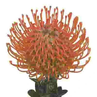 Protea Pincushion Orange 4 Protea Pincushion Orange - Image 2