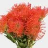 Protea Pincushion Orange 2 Protea Pincushion Orange -Flower Plants Sales 2024 02561D Protea Pincushion Orange
