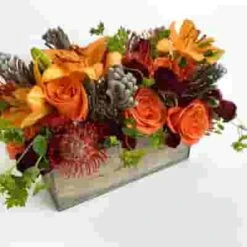 Protea Pincushion Orange 7 Protea Pincushion Orange -Flower Plants Sales 2024 02561E Protea Pincushion Orange