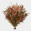 Huck Red 1 Huck Red -Flower Plants Sales 2024 02633 Huck Red
