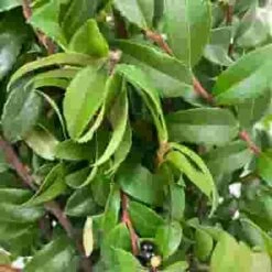 Huck Greens -Flower Plants Sales 2024 02664C Huck Greens