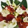 Mini Calla Lily Wedding Pack -Flower Plants Sales 2024 02682A Mini Calla Lily Wedding Pack
