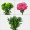 Carnation Flower Wedding Pack -Flower Plants Sales 2024 02685 Carnation Wedding Pack