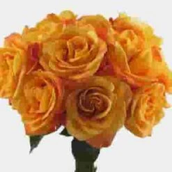 Rose Voodoo Orange 40cm -Flower Plants Sales 2024 03693F Rose Voodoo Orange 40cm