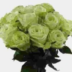 Rose Green Tea 40 Cm -Flower Plants Sales 2024 03697F Rose Green Tea 40 Cm