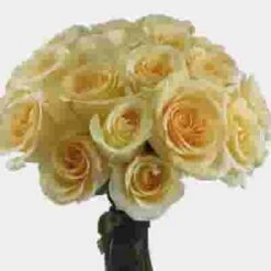 Rose Creme De La Creme 50cm -Flower Plants Sales 2024 03704F Rose Creme De La Creme 50cm