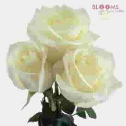 Rose Polar Star White 50 Cm. -Flower Plants Sales 2024 03705B Rose Polar Star 50 Cm