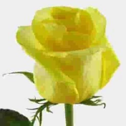 Rose Tara Yellow 50cm