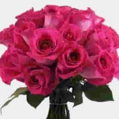 Rose Topaz Hot Pink 40cm -Flower Plants Sales 2024 04711F Rose Topaz Hot Pink 40cm