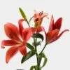 Lily Red 3-5 Blooms -Flower Plants Sales 2024 04728C Lily Red 3 5 Blooms