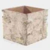 Birch Square Vase 5.5" Square 2 Birch Square Vase 5.5" Square -Flower Plants Sales 2024 04769A Birch Square Vase 5 5