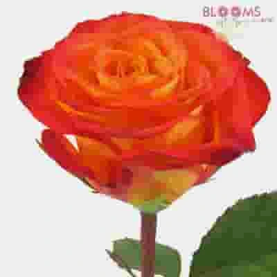 DIY Thanksgiving Flower Pack 5 DIY Thanksgiving Flower Pack - Image 3