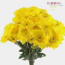 DIY Thanksgiving Flower Pack 16 DIY Thanksgiving Flower Pack -Flower Plants Sales 2024 04822E Do It Yourself Thanksgiving Flower Pack