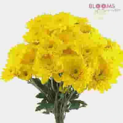 DIY Thanksgiving Flower Pack 7 DIY Thanksgiving Flower Pack - Image 5