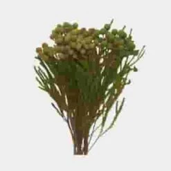 DIY Thanksgiving Flower Pack 17 DIY Thanksgiving Flower Pack -Flower Plants Sales 2024 04822F Do It Yourself Thanksgiving Flower Pack