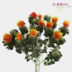 DIY Thanksgiving Flower Pack 18 DIY Thanksgiving Flower Pack -Flower Plants Sales 2024 04822G Do It Yourself Thanksgiving Flower Pack