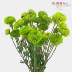 DIY Thanksgiving Flower Pack 20 DIY Thanksgiving Flower Pack -Flower Plants Sales 2024 04822I Do It Yourself Thanksgiving Flower Pack