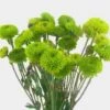 Pompon Button Green Flowers 1 Pompon Button Green Flowers -Flower Plants Sales 2024 05914A Pompon Button Green Flowers
